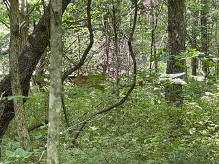 Property photo 64 - ABSOLUTE LAND AUCTION - 674+/- ACRES OFFERED IN 22 TRACTS IN HART COUNTY, KENTUCKY
