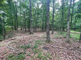 Property photo 84 - ABSOLUTE LAND AUCTION - 674+/- ACRES OFFERED IN 22 TRACTS IN HART COUNTY, KENTUCKY