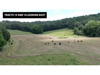TRACTS 15 & 16 LOOKING EAST - ABSOLUTE LAND AUCTION - 674+/- ACRES OFFERED IN 22 TRACTS IN HART COUNTY, KENTUCKY