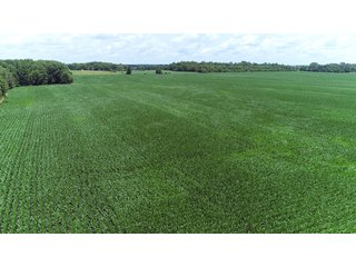 Property photo 4 - LAND AUCTION - 252+/- ACRES OFFERED IN 7 TRACTS IN CASS COUNTY, INDIANA