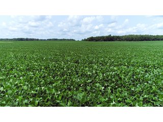 Property photo 1 - LAND AUCTION - 252+/- ACRES OFFERED IN 7 TRACTS IN CASS COUNTY, INDIANA