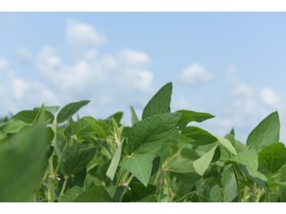 Property photo 23 - LAND AUCTION - 280.86+/- ACRES OFFERED IN 2 TRACTS IN WHITE COUNTY, INDIANA
