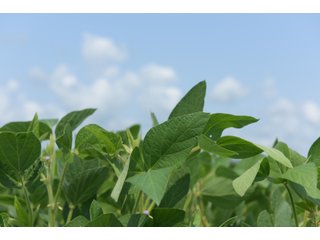 Property photo 24 - LAND AUCTION - 280.86+/- ACRES OFFERED IN 2 TRACTS IN WHITE COUNTY, INDIANA