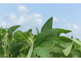 Property photo 50 - LAND AUCTION - 280.86+/- ACRES OFFERED IN 2 TRACTS IN WHITE COUNTY, INDIANA