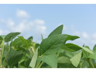 Property photo 49 - LAND AUCTION - 280.86+/- ACRES OFFERED IN 2 TRACTS IN WHITE COUNTY, INDIANA