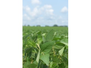 Property photo 48 - LAND AUCTION - 280.86+/- ACRES OFFERED IN 2 TRACTS IN WHITE COUNTY, INDIANA
