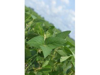 Property photo 47 - LAND AUCTION - 280.86+/- ACRES OFFERED IN 2 TRACTS IN WHITE COUNTY, INDIANA
