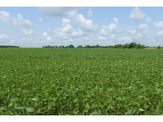 Property photo 36 - LAND AUCTION - 280.86+/- ACRES OFFERED IN 2 TRACTS IN WHITE COUNTY, INDIANA