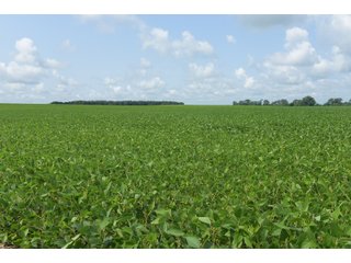 Property photo 38 - LAND AUCTION - 280.86+/- ACRES OFFERED IN 2 TRACTS IN WHITE COUNTY, INDIANA