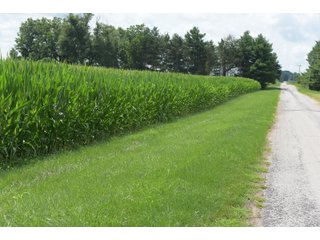 Property photo 40 - LAND AUCTION - 280.86+/- ACRES OFFERED IN 2 TRACTS IN WHITE COUNTY, INDIANA