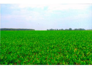Property photo 33 - LAND AUCTION - 280.86+/- ACRES OFFERED IN 2 TRACTS IN WHITE COUNTY, INDIANA
