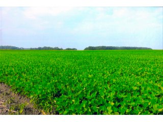Property photo 32 - LAND AUCTION - 280.86+/- ACRES OFFERED IN 2 TRACTS IN WHITE COUNTY, INDIANA