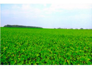Property photo 31 - LAND AUCTION - 280.86+/- ACRES OFFERED IN 2 TRACTS IN WHITE COUNTY, INDIANA