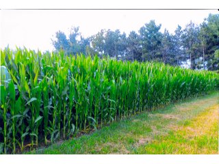 Property photo 29 - LAND AUCTION - 280.86+/- ACRES OFFERED IN 2 TRACTS IN WHITE COUNTY, INDIANA