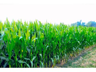 Property photo 28 - LAND AUCTION - 280.86+/- ACRES OFFERED IN 2 TRACTS IN WHITE COUNTY, INDIANA
