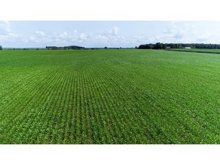Property photo 12 - LAND AUCTION - 280.86+/- ACRES OFFERED IN 2 TRACTS IN WHITE COUNTY, INDIANA