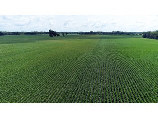 Property photo 4 - LAND AUCTION - 280.86+/- ACRES OFFERED IN 2 TRACTS IN WHITE COUNTY, INDIANA