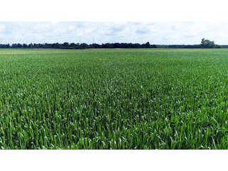 Property photo 1 - LAND AUCTION - 280.86+/- ACRES OFFERED IN 2 TRACTS IN WHITE COUNTY, INDIANA