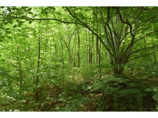 Property photo 98 - LAND AUCTION - 513+/- ACRES OFFERED IN 17 TRACTS IN MORGAN AND WASHINGTON COUNTY, OHIO