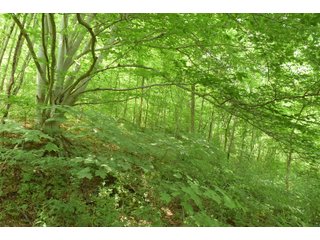 Property photo 99 - LAND AUCTION - 513+/- ACRES OFFERED IN 17 TRACTS IN MORGAN AND WASHINGTON COUNTY, OHIO