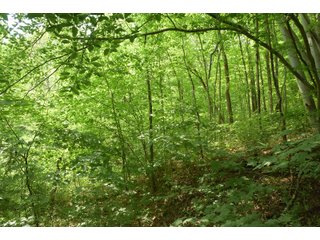 Property photo 100 - LAND AUCTION - 513+/- ACRES OFFERED IN 17 TRACTS IN MORGAN AND WASHINGTON COUNTY, OHIO