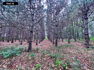 Property photo 18 - LAND AUCTION - 99+/- ACRES - OFFERED IN 12 TRACTS - LENAWEE COUNTY, MI