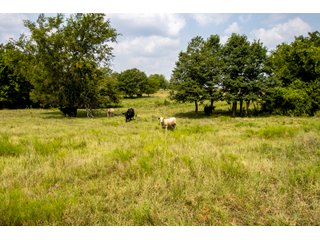 Property photo 48 - LAND AUCTION - 1060.77+/- ACRES 5 FARMS OFFERED IN 21 TRACTS - McCLAIN AND GARVIN COUNTIES, OKLAHOMA