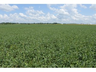 Property photo 81 - LAND AUCTION - 638+/- ACRES - OFFERED IN 15 TRACTS - MADISON COUNTY, IL