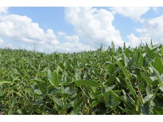 Property photo 66 - LAND AUCTION - 638+/- ACRES - OFFERED IN 15 TRACTS - MADISON COUNTY, IL