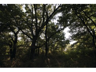 Property photo 24 - LAND AUCTION - 308+/- ACRES OFFERED IN 10 TRACTS IN MCCLAIN AND GARVIN COUNTY, OKLAHOMA