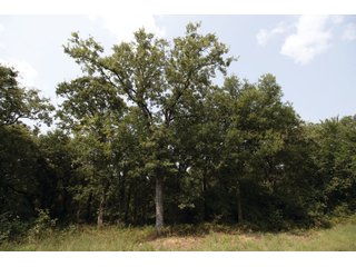 Property photo 39 - LAND AUCTION - 308+/- ACRES OFFERED IN 10 TRACTS IN MCCLAIN AND GARVIN COUNTY, OKLAHOMA