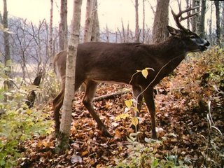 Property photo 31 - LAND AUCTION - 141+/- ACRES OFFERED IN 5 TRACTS IN UNION COUNTY, INDIANA
