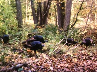Property photo 25 - LAND AUCTION - 141+/- ACRES OFFERED IN 5 TRACTS IN UNION COUNTY, INDIANA
