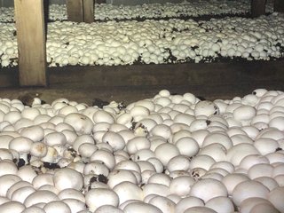 Property photo 10 - COMMERCIAL MUSHROOM FARM - 58.4+/- ACRES OFFERED IN 4 TRACTS IN CHESTER COUNTY, PENNSYLVANIA