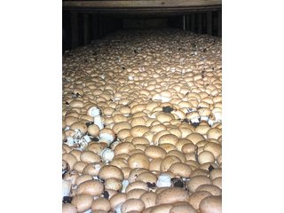 Property photo 8 - COMMERCIAL MUSHROOM FARM - 58.4+/- ACRES OFFERED IN 4 TRACTS IN CHESTER COUNTY, PENNSYLVANIA
