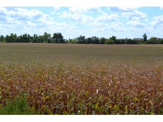 Property photo 24 - LAND AUCTION - 66+/- ACRES OFFERED IN 2 TRACTS IN BOONE AND DEKALB COUNTIES, ILLINOIS