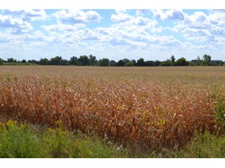 Property photo 19 - LAND AUCTION - 66+/- ACRES OFFERED IN 2 TRACTS IN BOONE AND DEKALB COUNTIES, ILLINOIS