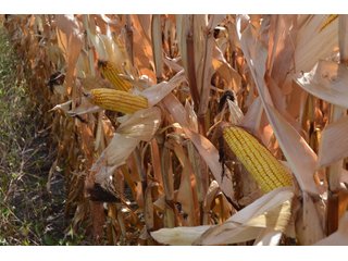 Property photo 18 - LAND AUCTION - 66+/- ACRES OFFERED IN 2 TRACTS IN BOONE AND DEKALB COUNTIES, ILLINOIS