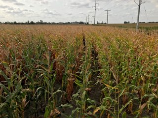 Property photo 37 - LAND AUCTION - 66+/- ACRES OFFERED IN 2 TRACTS IN BOONE AND DEKALB COUNTIES, ILLINOIS