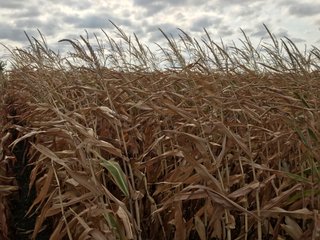 Property photo 26 - LAND AUCTION - 66+/- ACRES OFFERED IN 2 TRACTS IN BOONE AND DEKALB COUNTIES, ILLINOIS