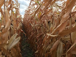 Property photo 39 - LAND AUCTION - 66+/- ACRES OFFERED IN 2 TRACTS IN BOONE AND DEKALB COUNTIES, ILLINOIS
