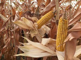 Property photo 40 - LAND AUCTION - 66+/- ACRES OFFERED IN 2 TRACTS IN BOONE AND DEKALB COUNTIES, ILLINOIS