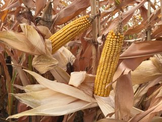 Property photo 41 - LAND AUCTION - 66+/- ACRES OFFERED IN 2 TRACTS IN BOONE AND DEKALB COUNTIES, ILLINOIS