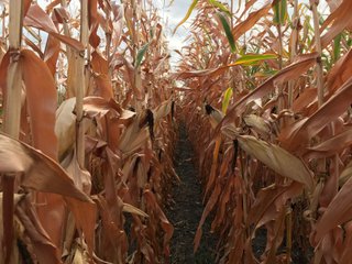 Property photo 42 - LAND AUCTION - 66+/- ACRES OFFERED IN 2 TRACTS IN BOONE AND DEKALB COUNTIES, ILLINOIS