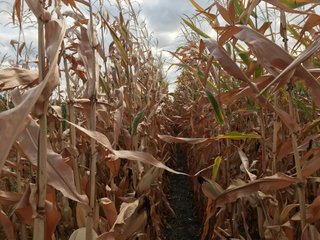 Property photo 43 - LAND AUCTION - 66+/- ACRES OFFERED IN 2 TRACTS IN BOONE AND DEKALB COUNTIES, ILLINOIS