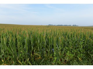 Property photo 77 - LAND AUCTION 736+/- ACRES OFFERED IN 14 TRACTS IN MONTGOMERY COUNTY, ILLINOIS