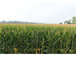 Property photo 82 - LAND AUCTION 736+/- ACRES OFFERED IN 14 TRACTS IN MONTGOMERY COUNTY, ILLINOIS