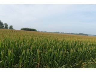 Property photo 86 - LAND AUCTION 736+/- ACRES OFFERED IN 14 TRACTS IN MONTGOMERY COUNTY, ILLINOIS