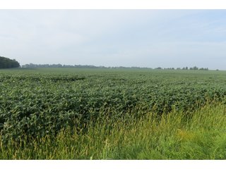 Property photo 89 - LAND AUCTION 736+/- ACRES OFFERED IN 14 TRACTS IN MONTGOMERY COUNTY, ILLINOIS