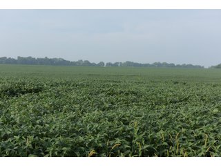 Property photo 90 - LAND AUCTION 736+/- ACRES OFFERED IN 14 TRACTS IN MONTGOMERY COUNTY, ILLINOIS